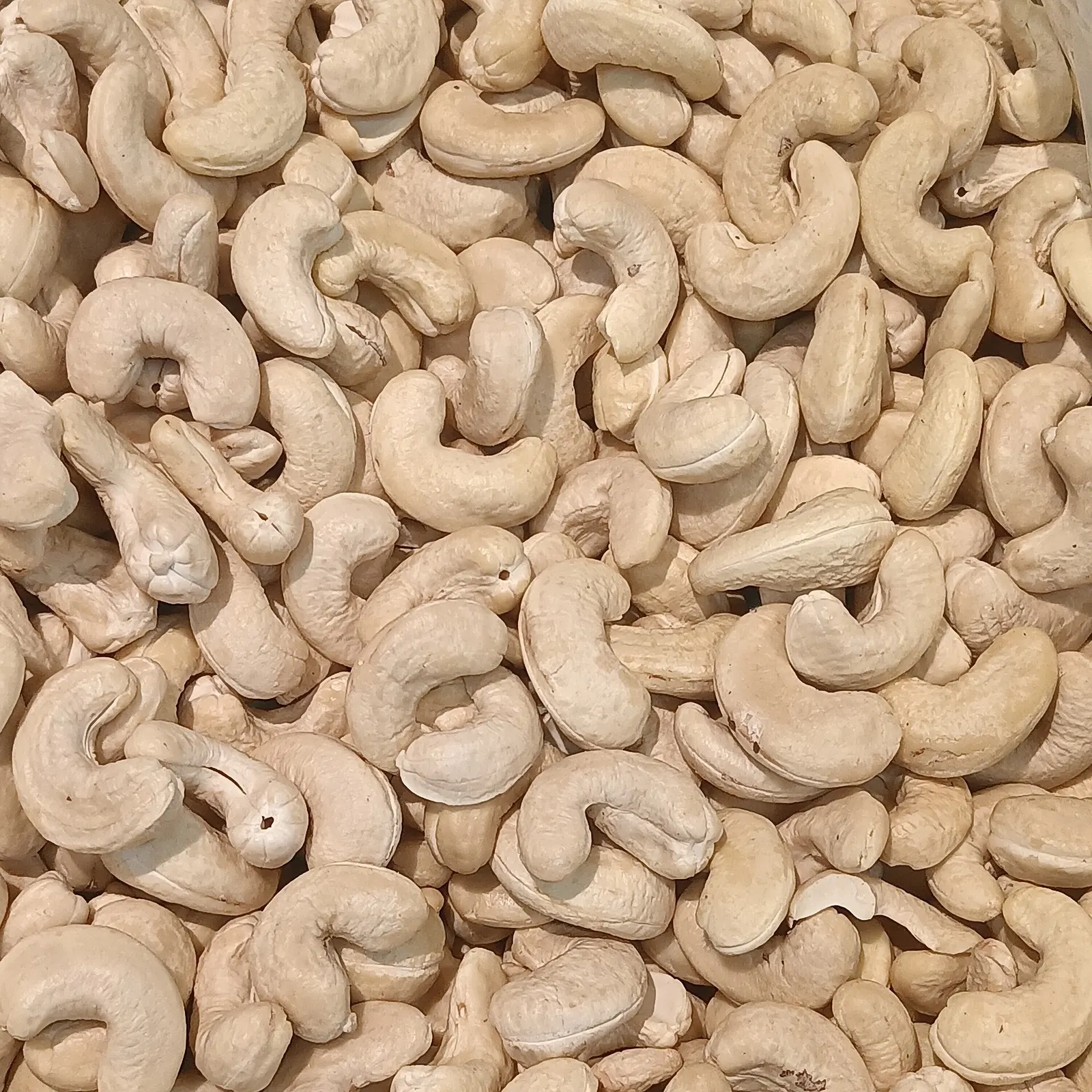A bulk pile of cashew kernels