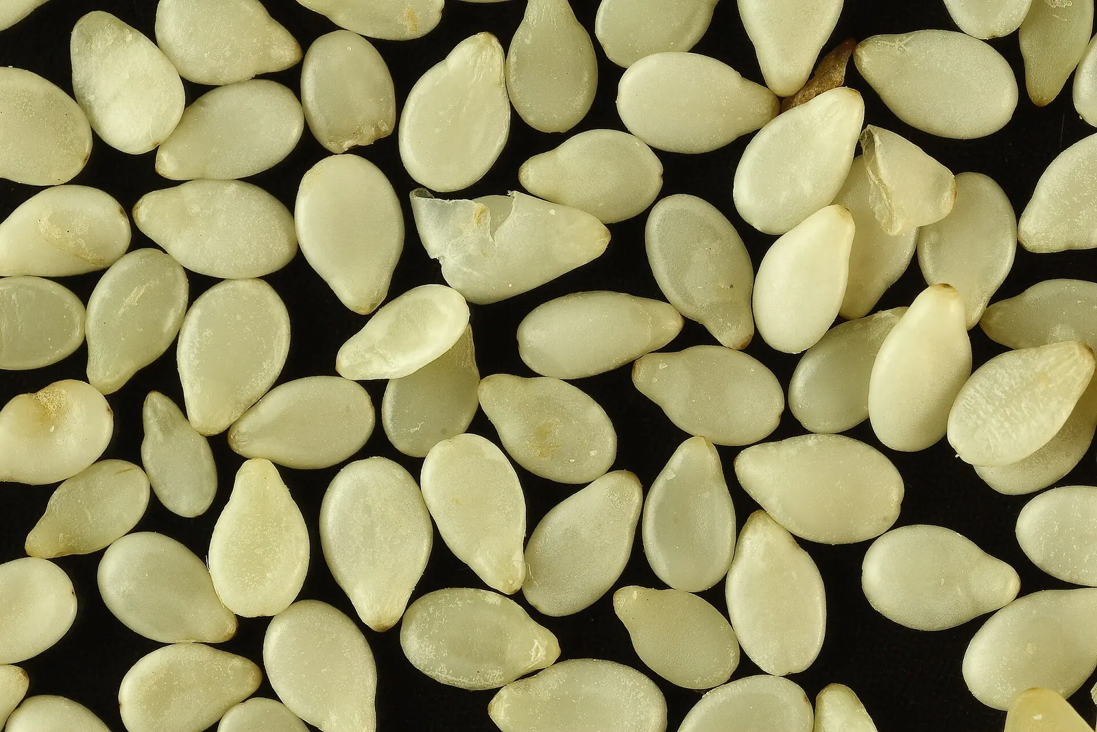 Close-up of hulled sesame seeds on a dark background